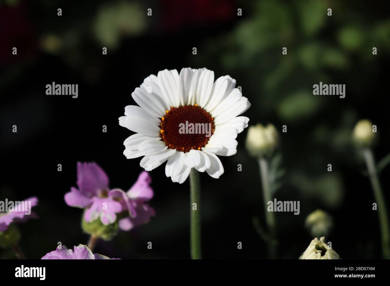 Fleur blanche à Bloom Banque D'Images