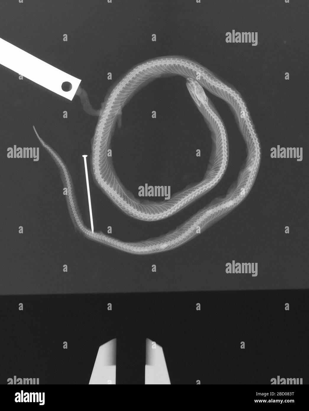 Hypsiglena janii texana. 2 Oct 20181 Hypsiglena janii texana Banque D'Images