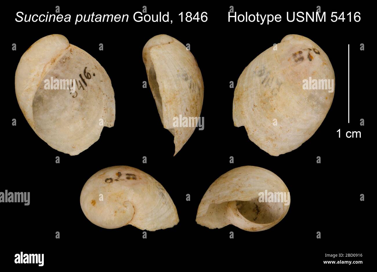 Putamen de Succinea. 20 janvier 20161 Succinea putamen Banque D'Images