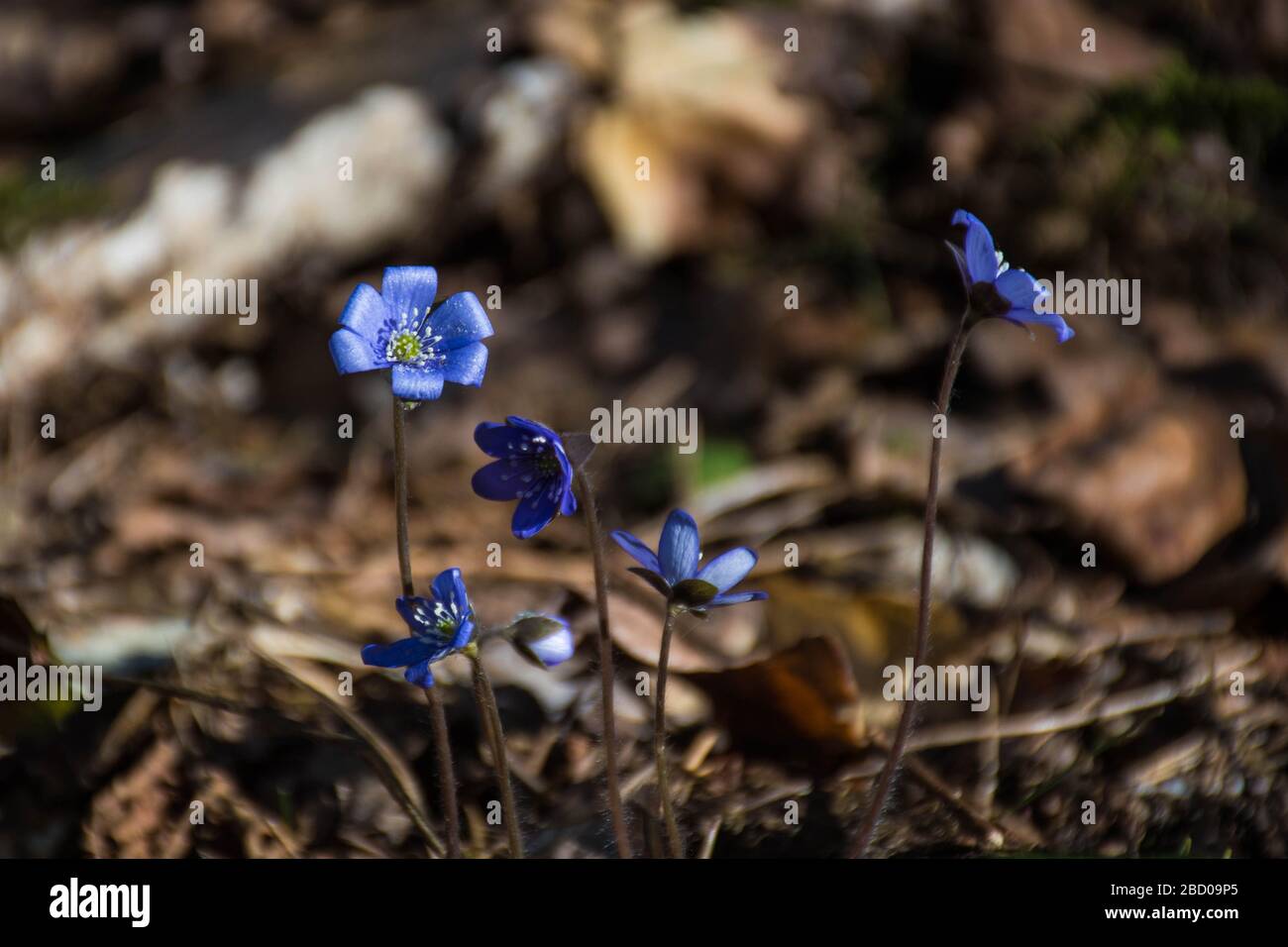 Fleurs de printemps. Les premières fleurs bleues printanières fleurissent dans la forêt. Chutes de neige bleues Banque D'Images