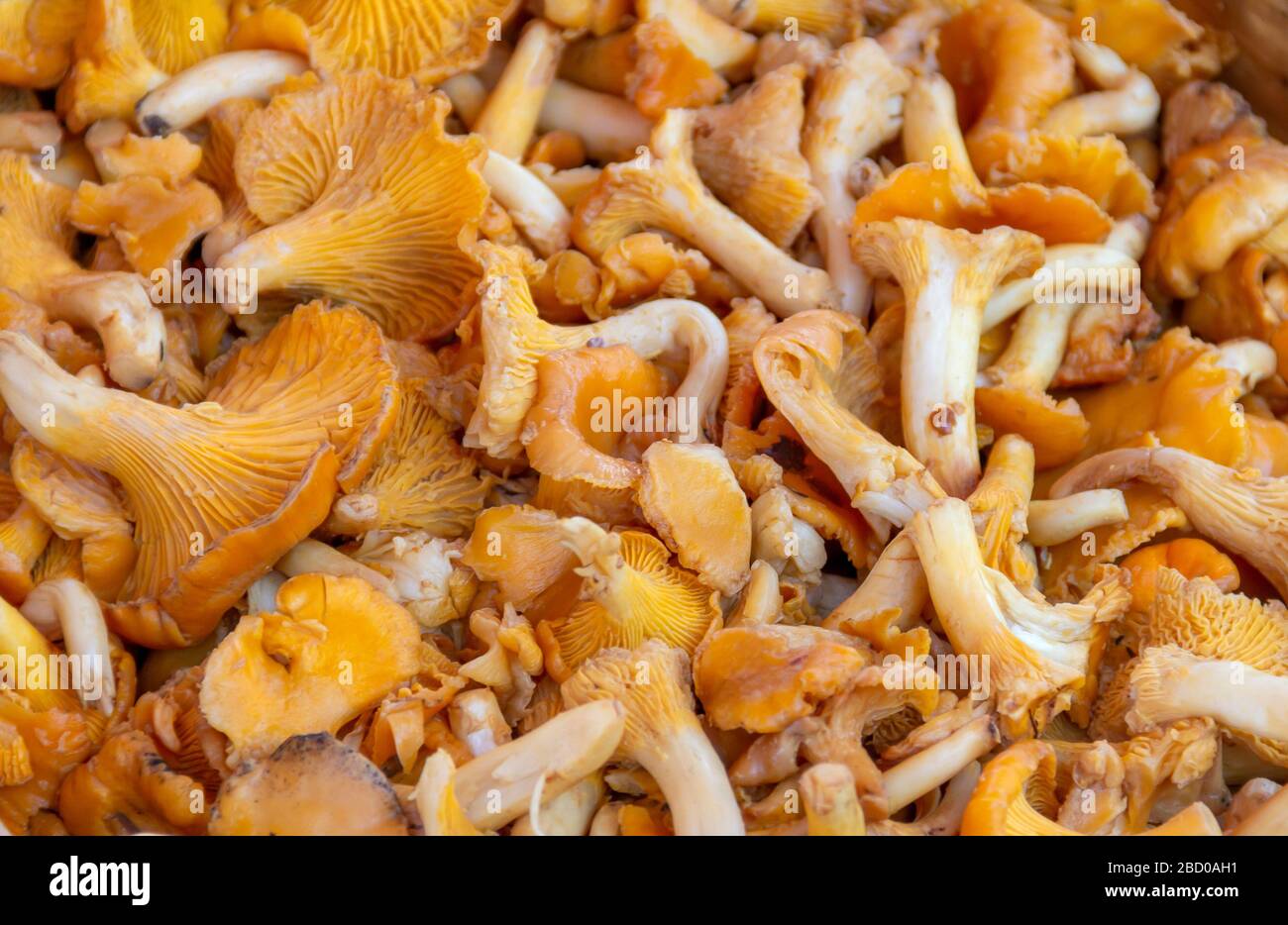 Champignons girolles comestibles Banque de photographies et d’images à
