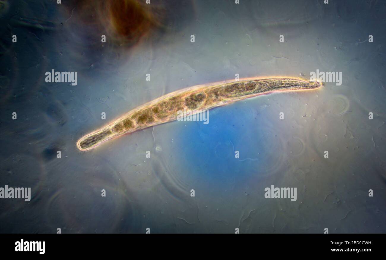 Les protistes de ciliate vivant sans Spirostomum Banque D'Images