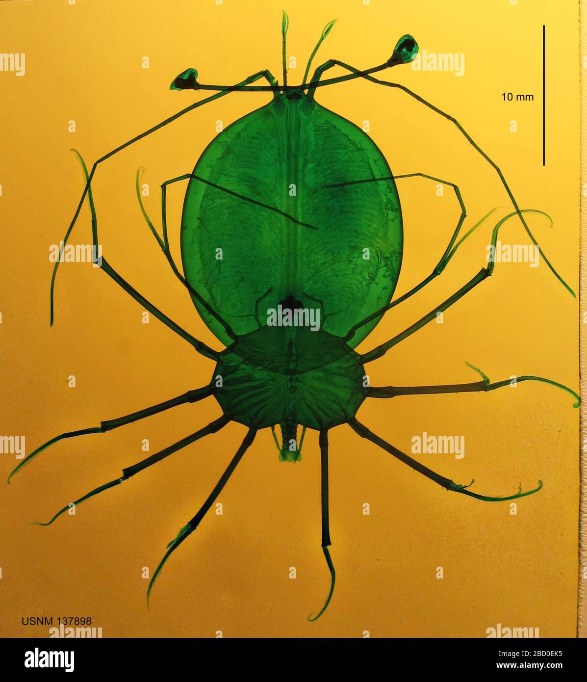 Panulirus sp. Scripps institution of Oceanography library archives sur M.J. Collection Johnson Phyllosoma : les spécimens étaient colorés de vert rapide et sont montés principalement dans le baumier, la résine synthétique Harleco ou le diatex.20 oct. 201460-2531 Panulirus sp Banque D'Images