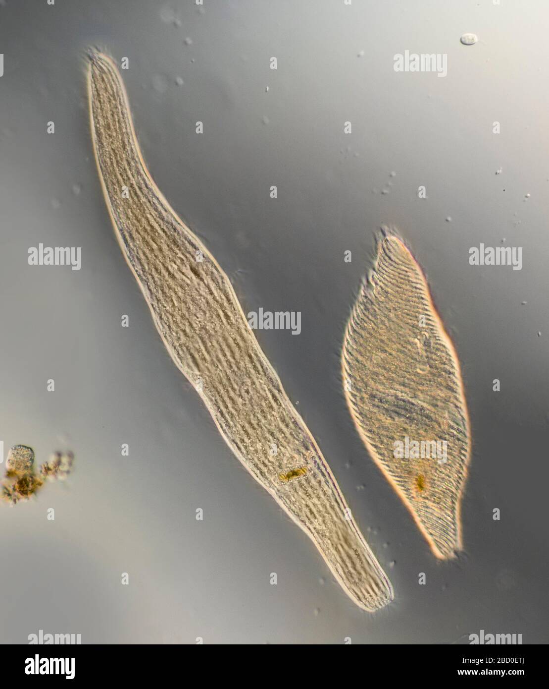 Spirostomum protiste de ciliate libre-vivant, développé et contacté (se rétracte si dérangé) Banque D'Images
