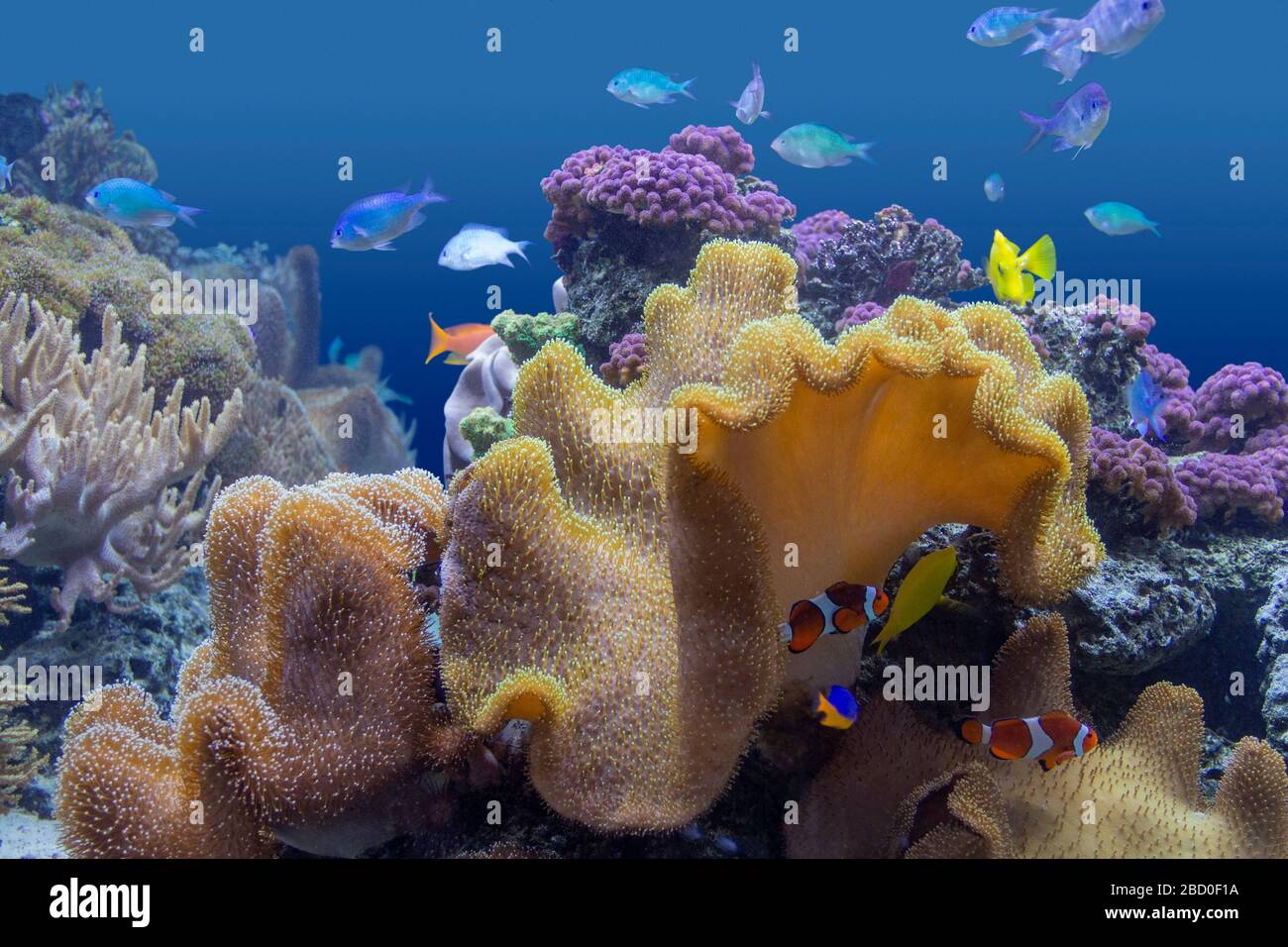 paysage coloré de récif de corail avec beaucoup de coraux différents, anémones de mer et poissons Banque D'Images