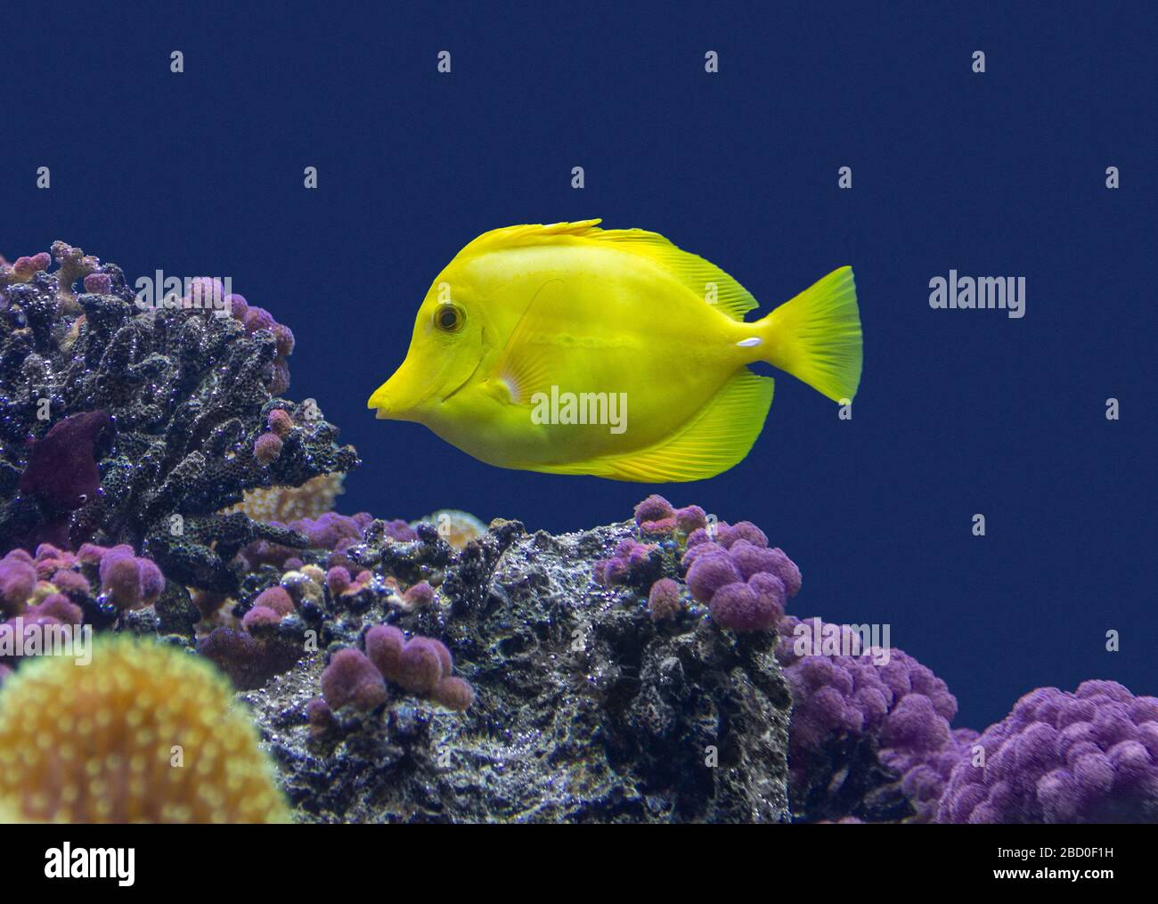paysage coloré de récif de corail avec coraux, anémones de mer et poisson de tango jaune Banque D'Images