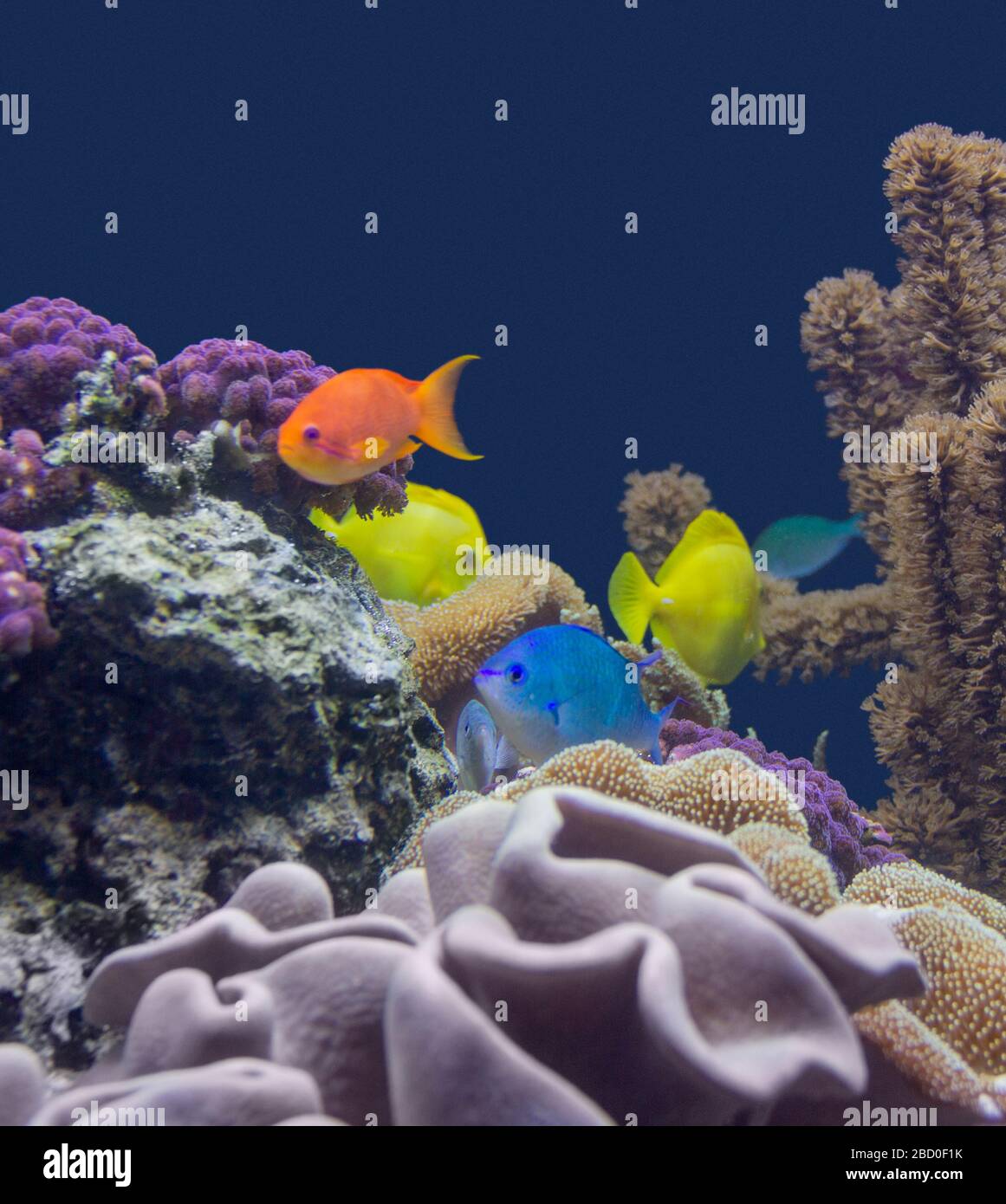 paysage coloré de récif de corail avec beaucoup de coraux différents, anémones de mer et poissons Banque D'Images