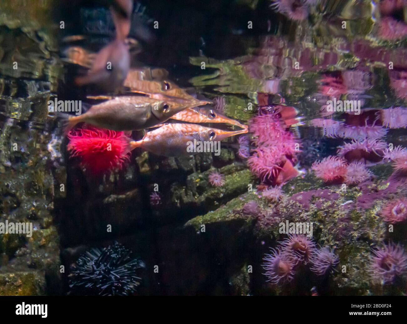 paysage coloré de récif de corail avec anémones de mer et poissons Banque D'Images
