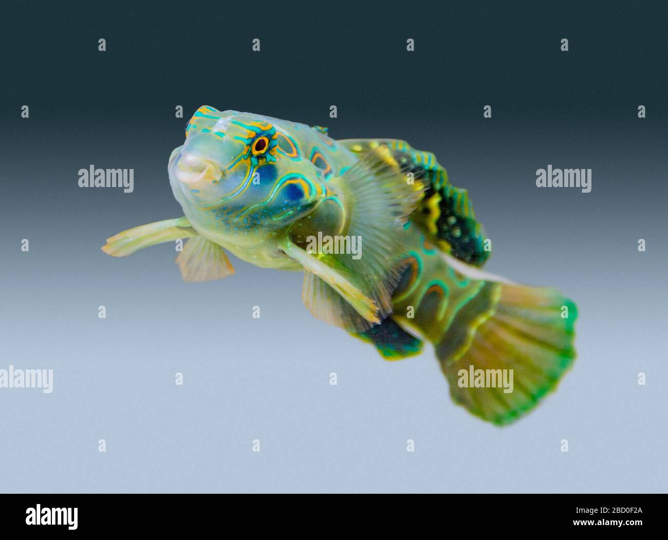 Paysage sous-marin montrant un pittoresque poisson Dragonet dans le dos dégradé Banque D'Images