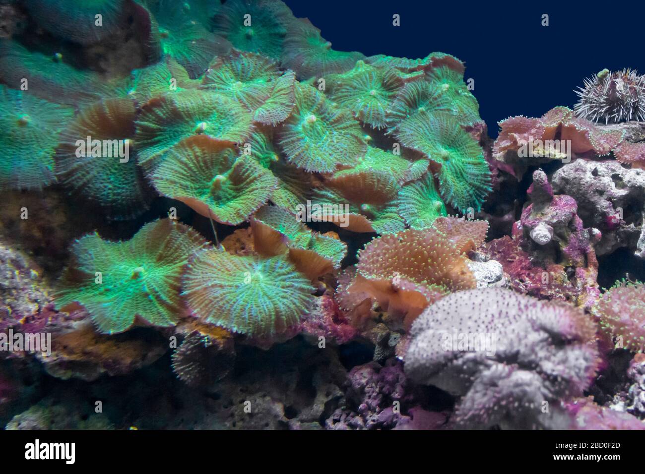 paysage coloré de récif de corail avec différents coraux et anémones de mer Banque D'Images