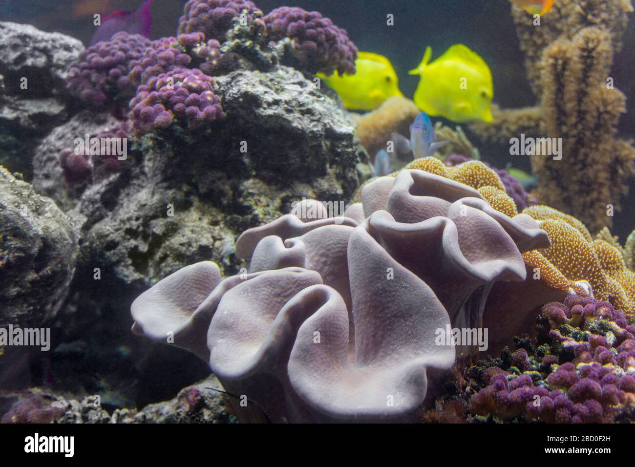 paysage coloré de récif de corail avec beaucoup de coraux différents, anémones de mer et poissons Banque D'Images