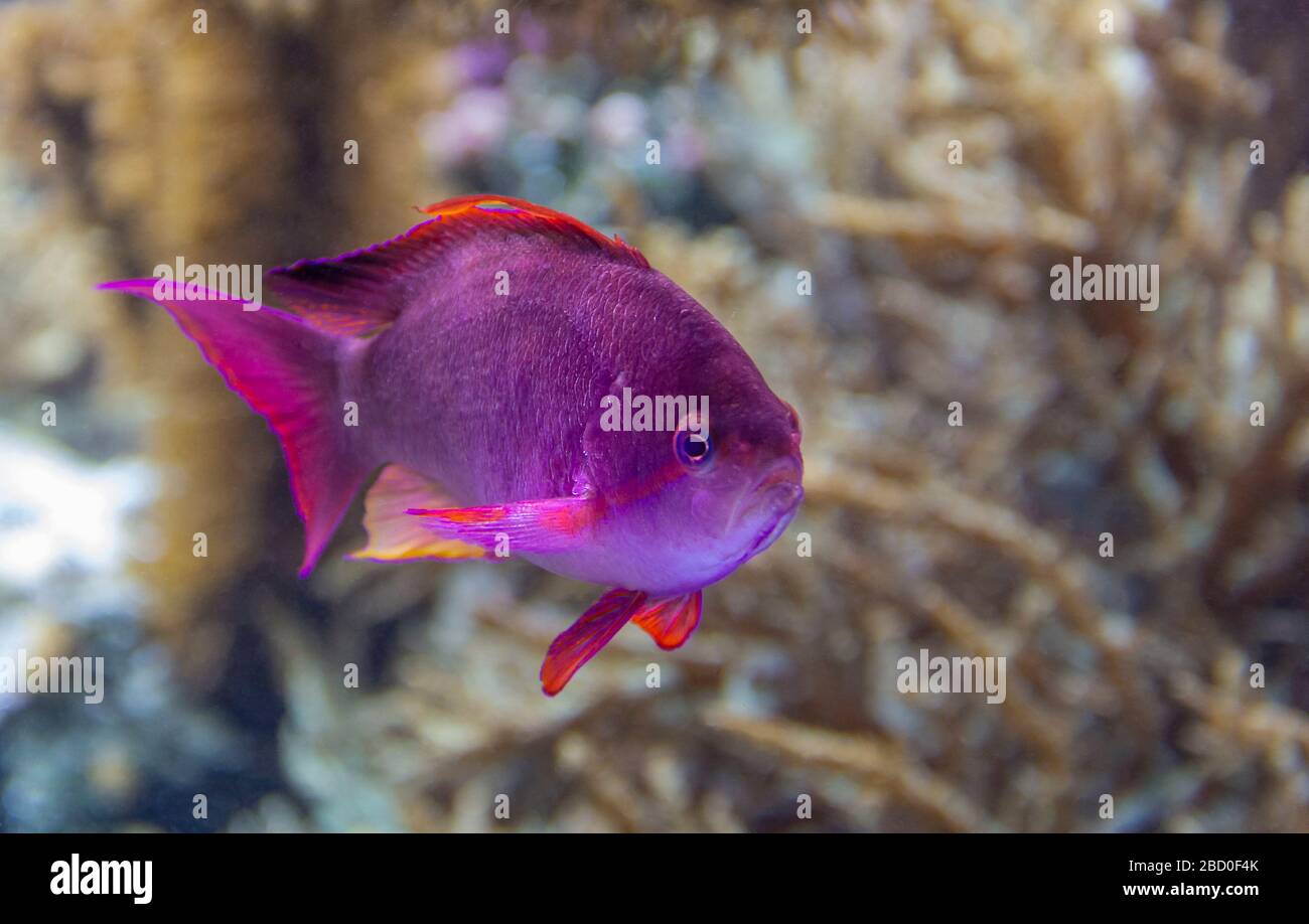 décor sous-marin montrant un poisson de corail violet dans une ambiance naturelle Banque D'Images