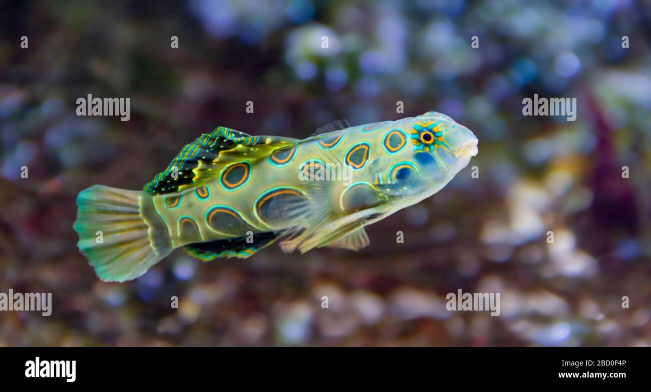 Paysage sous-marin montrant un poisson Dragonet pittoresque dans une ambiance naturelle Banque D'Images