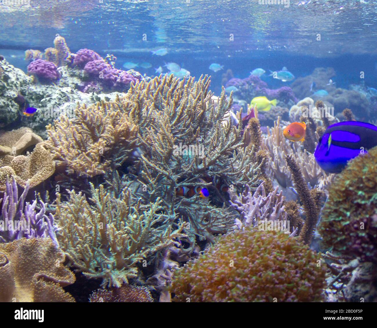 paysage coloré de récif de corail avec beaucoup de coraux différents, anémones de mer et poissons Banque D'Images