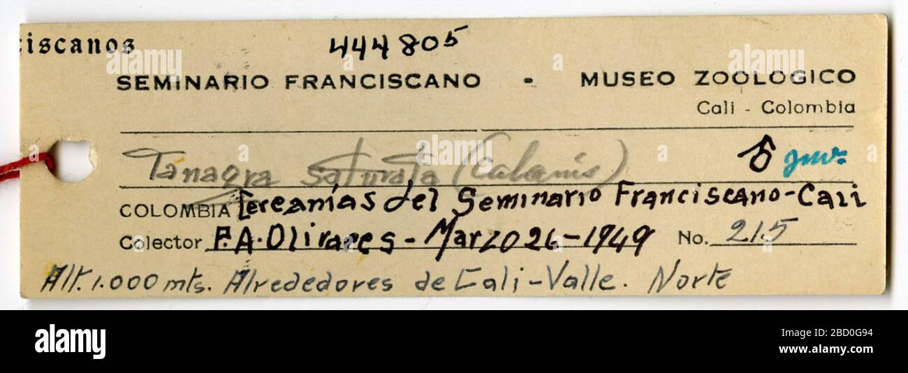 Euphoria saturata. 18 août 20141 Euphonia saturata Banque D'Images