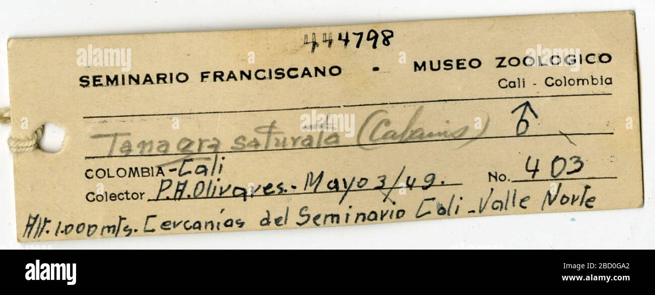 Euphoria saturata. 18 août 20141 Euphonia saturata Banque D'Images