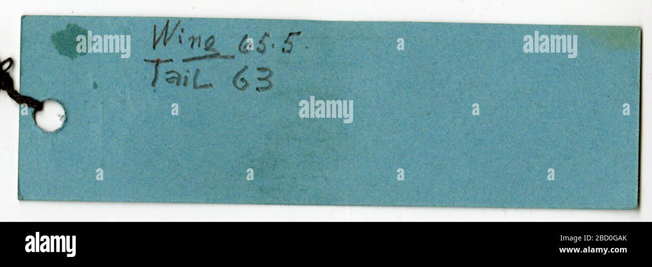 Basileuterus nigrocristatus. 15 août 20141 Basileuterus nigrocristatus Banque D'Images