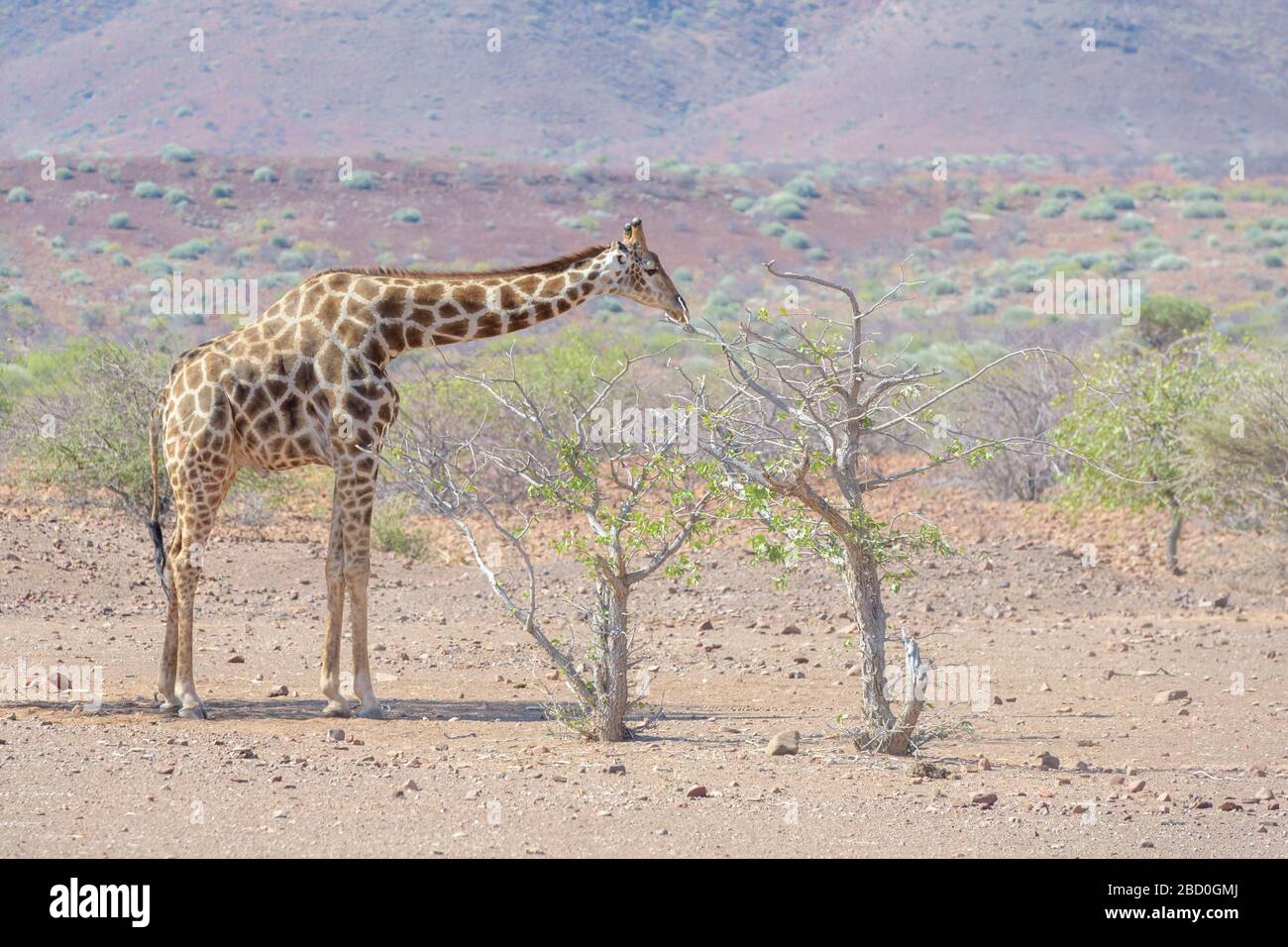 Girafe adaptée au désert (Giraffa camelopardalis) dans le paysage désertique se nourrissant d'acaciatree, Damaraland, Namibie Banque D'Images