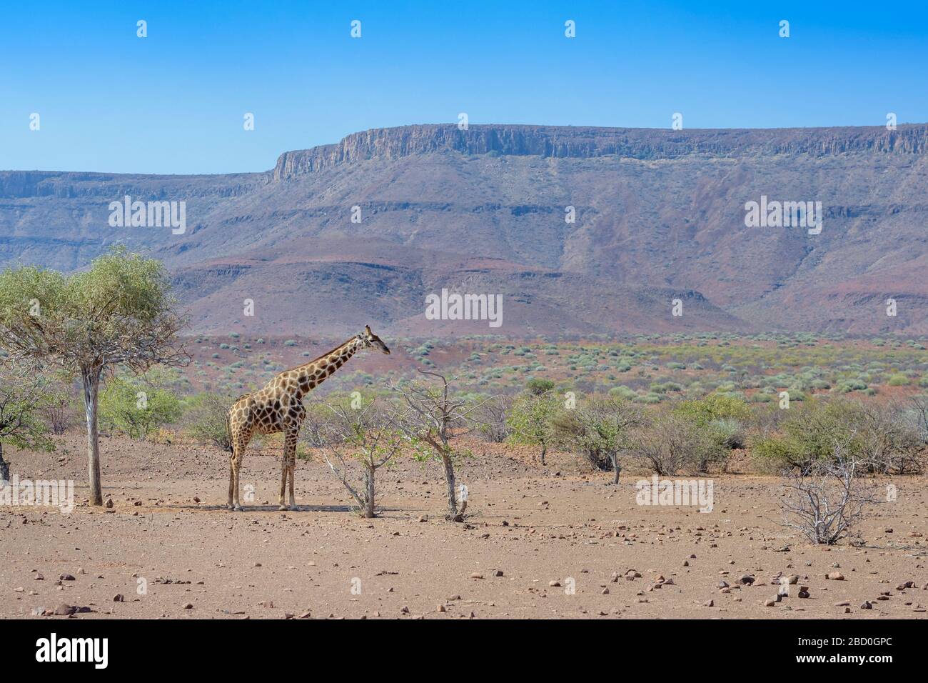 Girafe adaptée au désert (Giraffa camelopardalis) dans le paysage désertique se nourrissant d'acaciatree, Damaraland, Namibie Banque D'Images