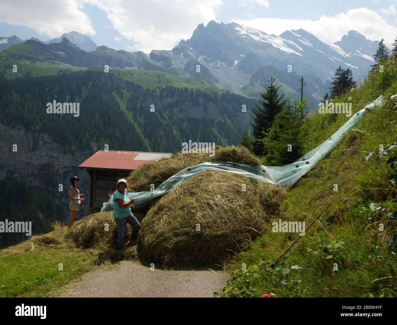Haymaking à Gimmelwald dans la région de la Jungfrau en Suisse. Banque D'Images