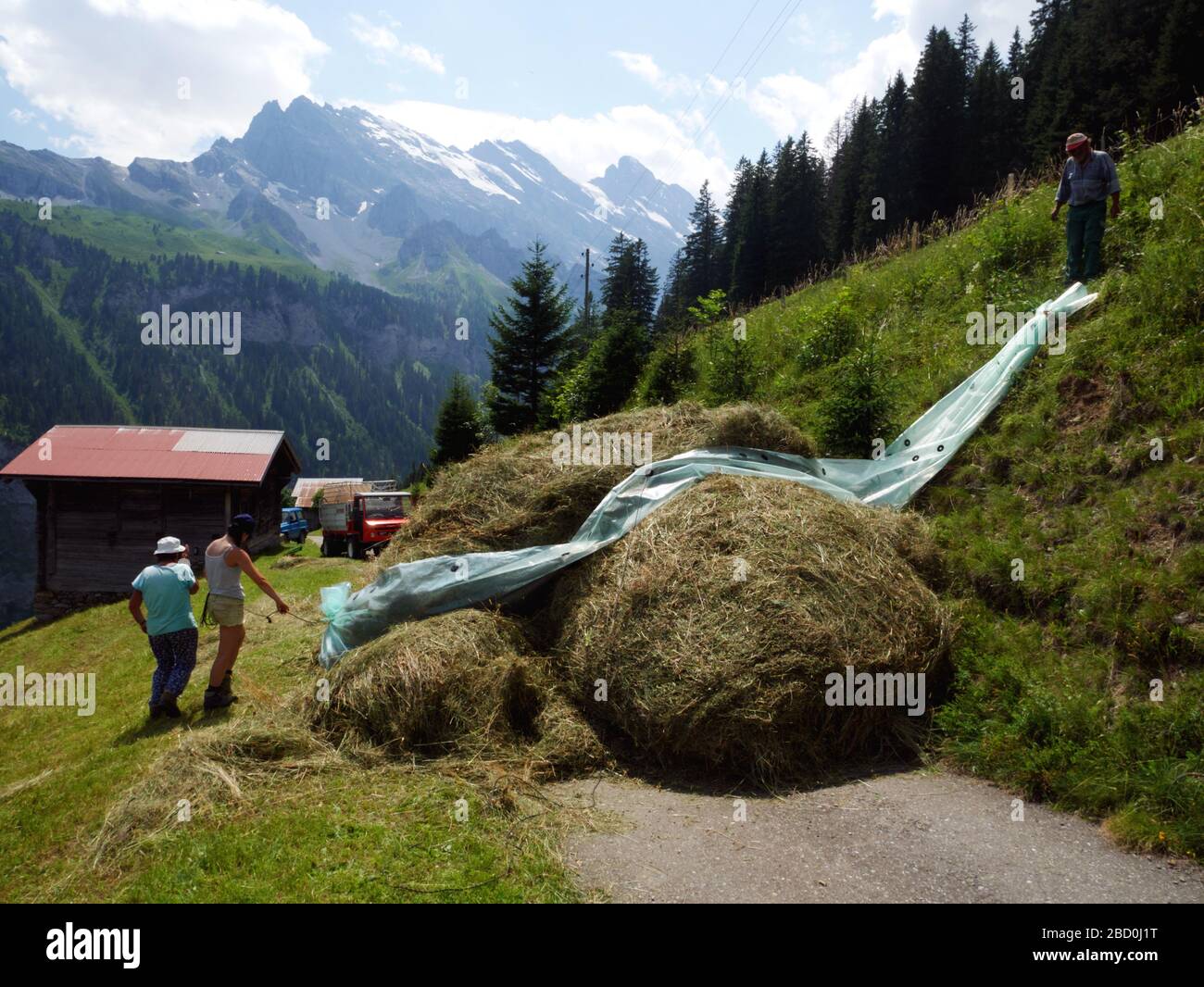 Haymaking à Gimmelwald dans la région de la Jungfrau en Suisse Banque D'Images