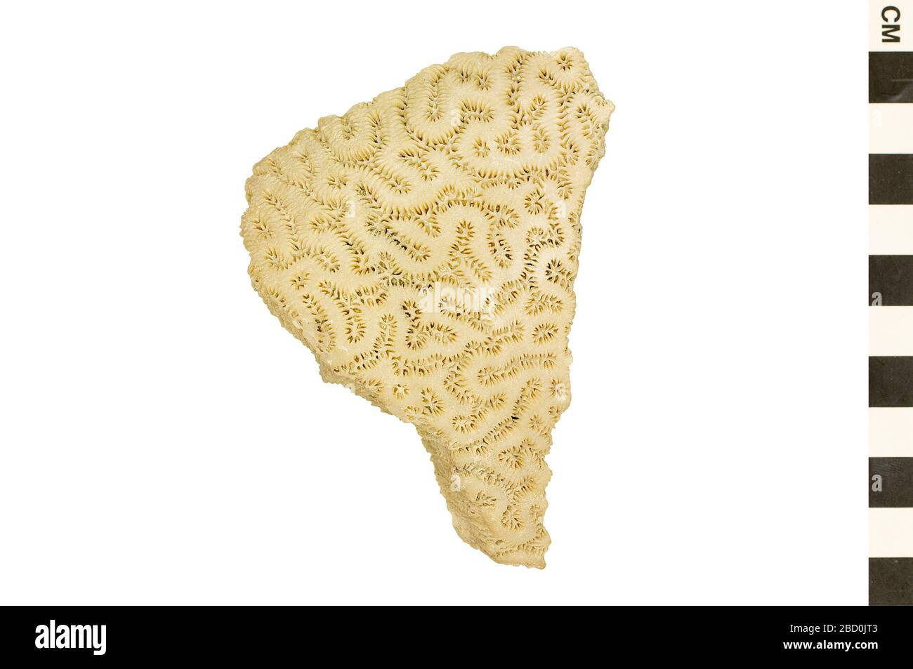 Corail fossile. Cet objet fait partie de la collection Education and Outreach, dont certaines sont dans le centre d'éducation scientifique Q?rius et disponibles pour voir.Cenozoïque - quaternaire - Pleistocene114 Jan 2020 Fossil Stony Coral Banque D'Images