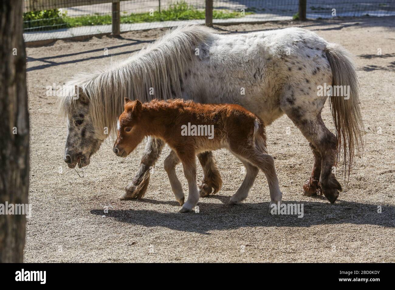 Le zoo de Naples lance la campagne « le zoo ». Le parc est maintenu grâce à la vente de billets aux visiteurs, mais dans cette période, le parc est fermé en raison des mesures restrictives pour le confinement de Covid 19. La proposition du parc est d'acheter un billet sans date pour garantir, même dans cette période difficile, l'entretien et la nourriture pour les animaux du parc. Banque D'Images