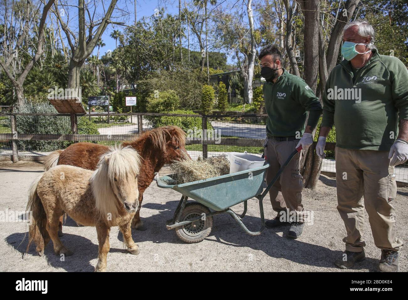 Le zoo de Naples lance la campagne « le zoo ». Le parc est maintenu grâce à la vente de billets aux visiteurs, mais dans cette période, le parc est fermé en raison des mesures restrictives pour le confinement de Covid 19. La proposition du parc est d'acheter un billet sans date pour garantir, même dans cette période difficile, l'entretien et la nourriture pour les animaux du parc. Banque D'Images