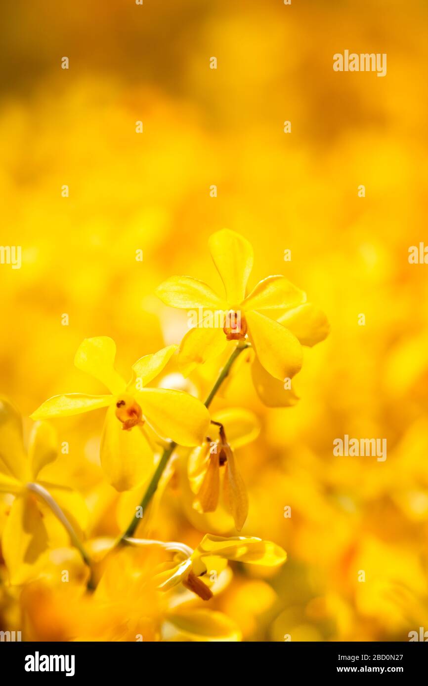 Orchidées jaunes dans le jardin, industrie agricole. Banque D'Images
