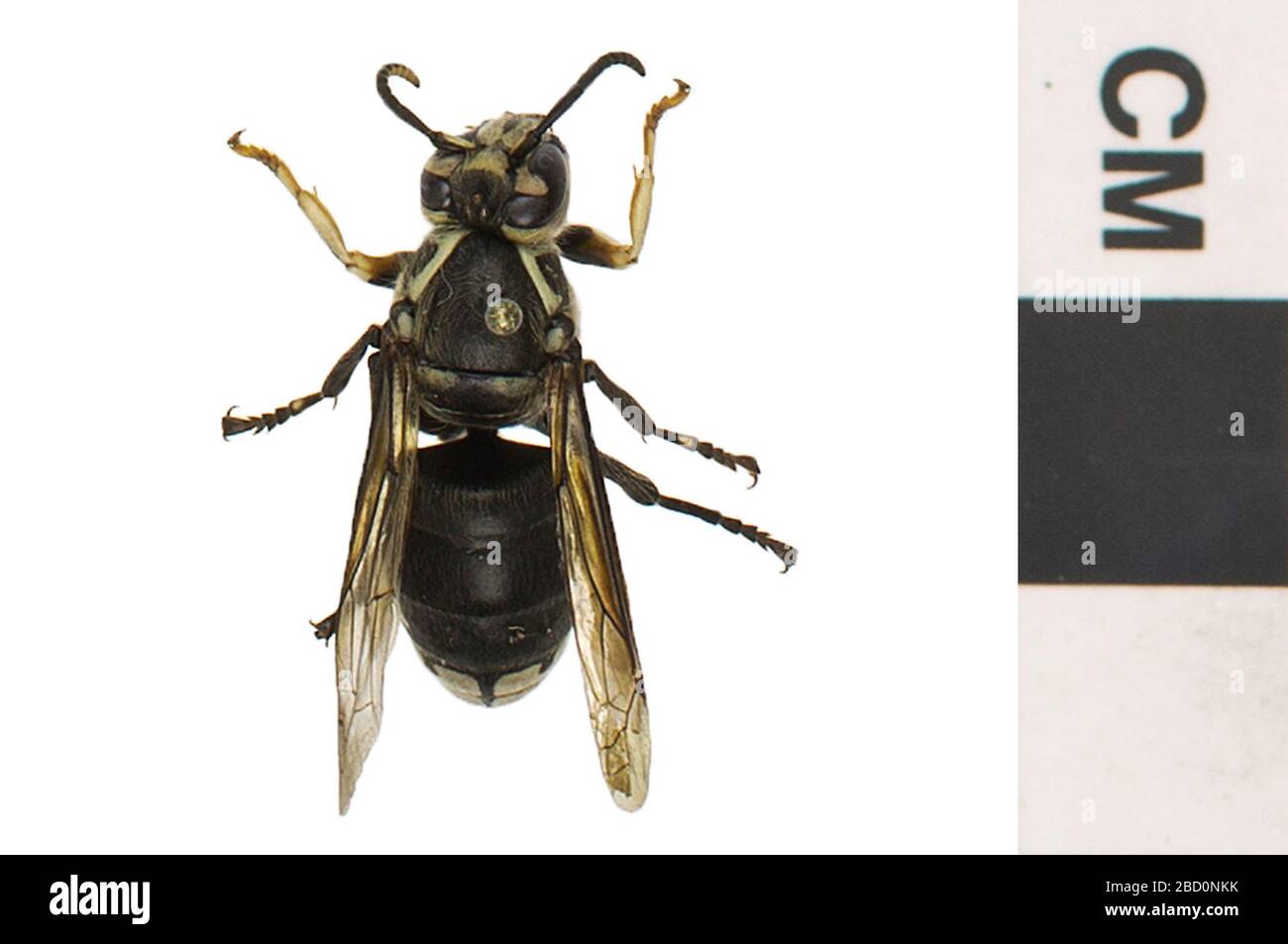 Hornet blanc américain. EO 400262 Bald Faced Hornet Dolichovespula maculata 001.jpg Banque D'Images