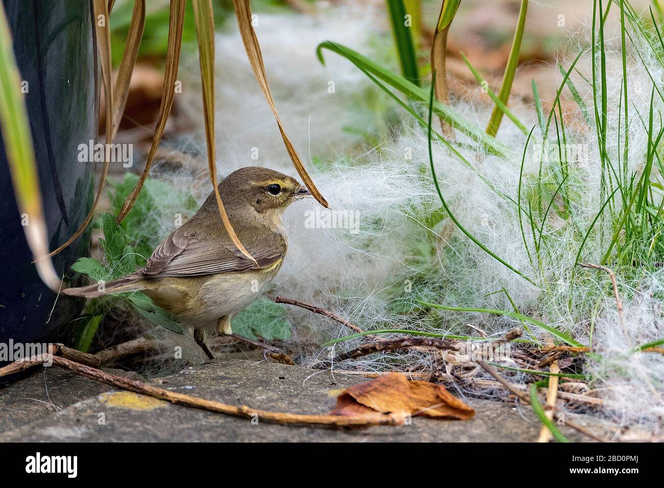 Oiseau de jardin commun la récolte de nid de mousseline. Banque D'Images