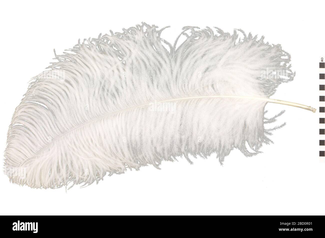 Plumes d'autruche d'autruche. EO 064897 Ostrich Struthio camelus 001.jpg Banque D'Images