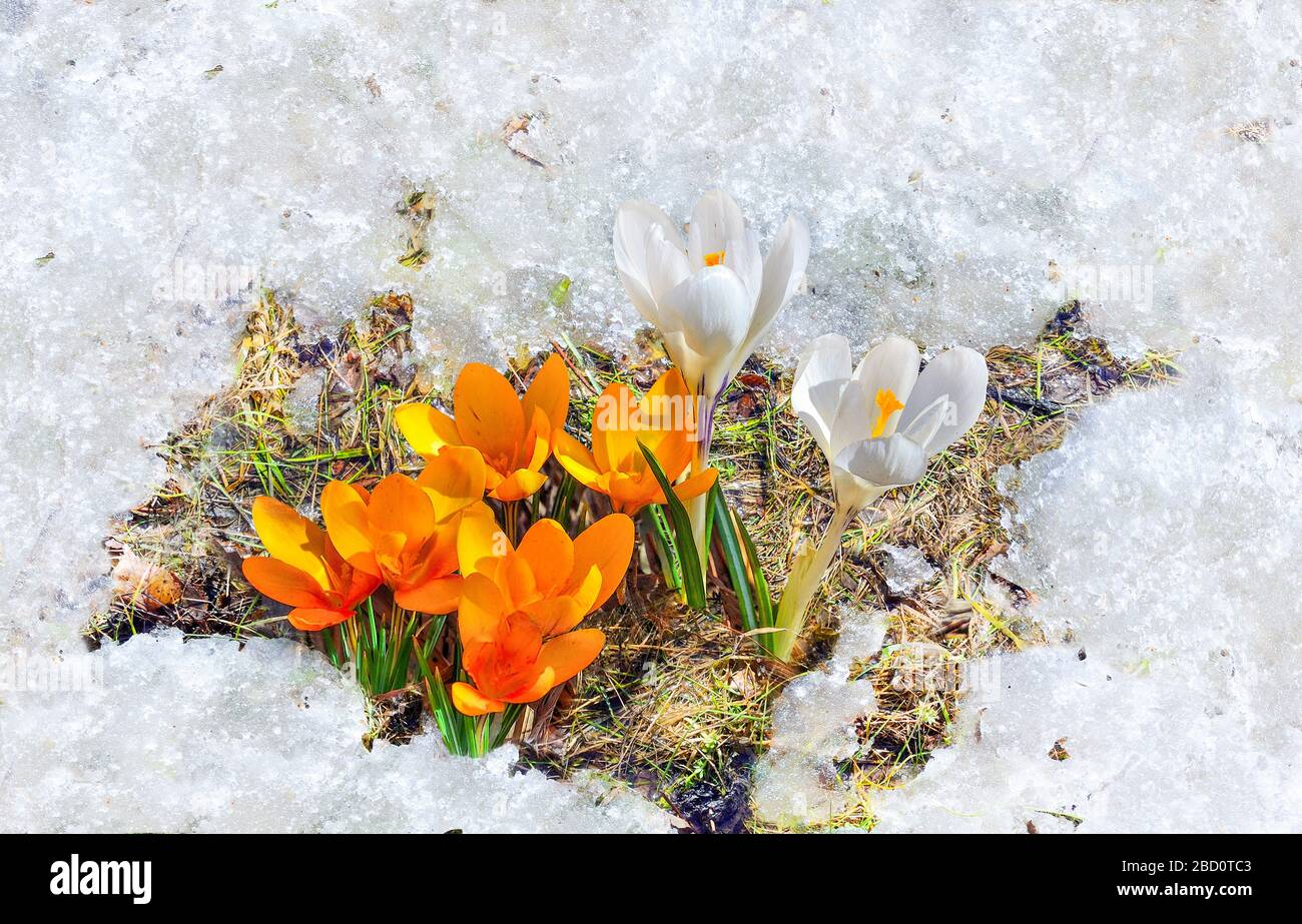 Fonte de la neige autour des fleurs de crous jaune et blanc avec des feuilles vertes gros plan - début du paysage de printemps. Fond fleuri début printemps saisonnier - blo Banque D'Images