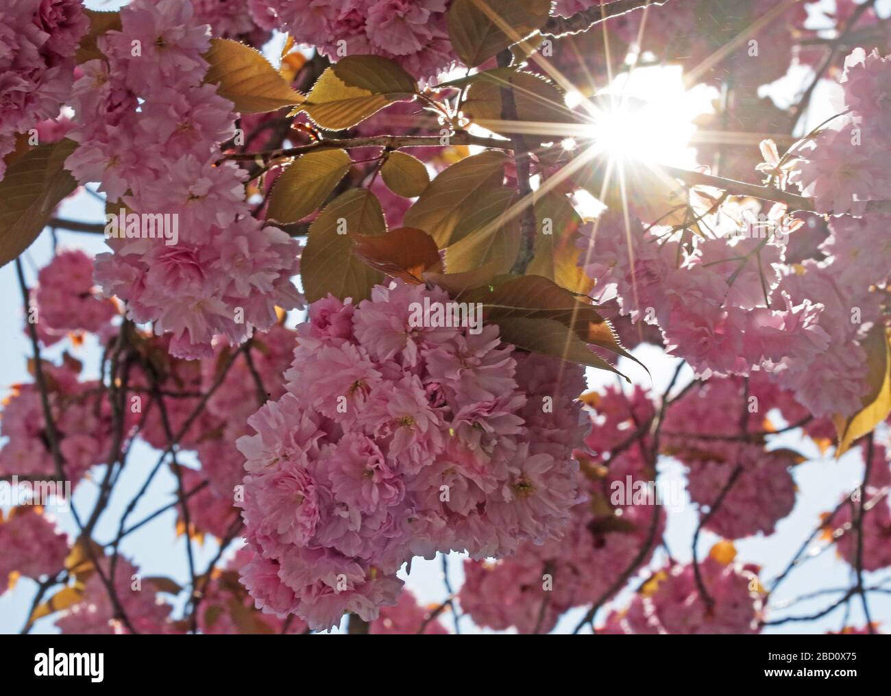 Bonn, Allemagne. 06 avril 2020. Le soleil brille à travers les cerisiers en fleurs dans la ville nord de Bonn. Crédit: Oliver Berg/dpa/Alay Live News Banque D'Images