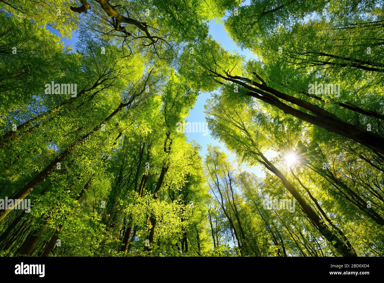 Majestueux vers le haut vue sur les arbres dans une forêt de hêtre avec feuillage vert frais, rayons du soleil et ciel bleu clair Banque D'Images