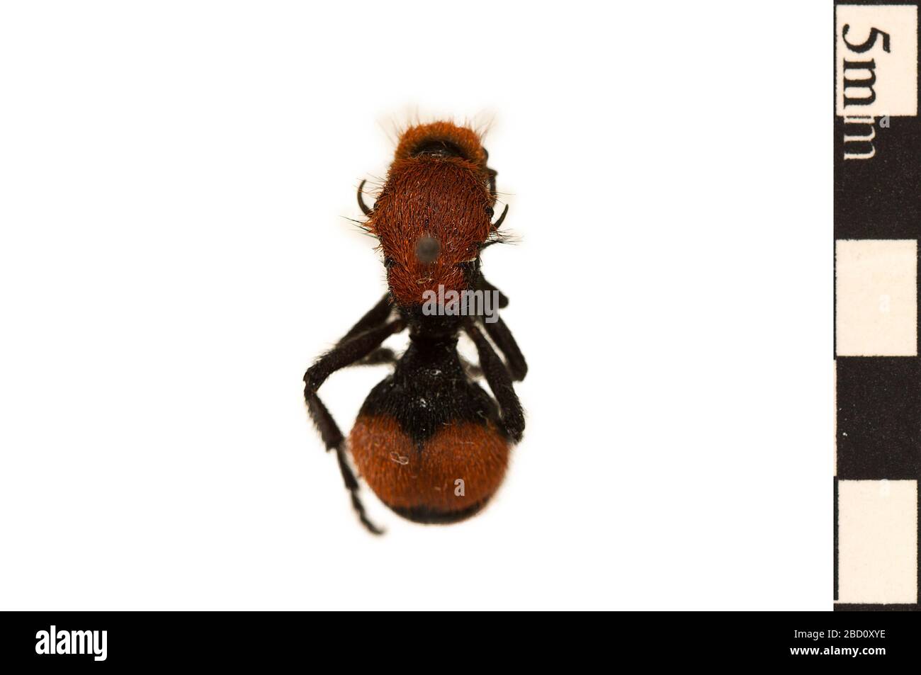 Ant velours rouge Ant. Velours oriental Ant. EO 022086 Velvet Ant Dasymutilla occidentalis 001.jpg Banque D'Images