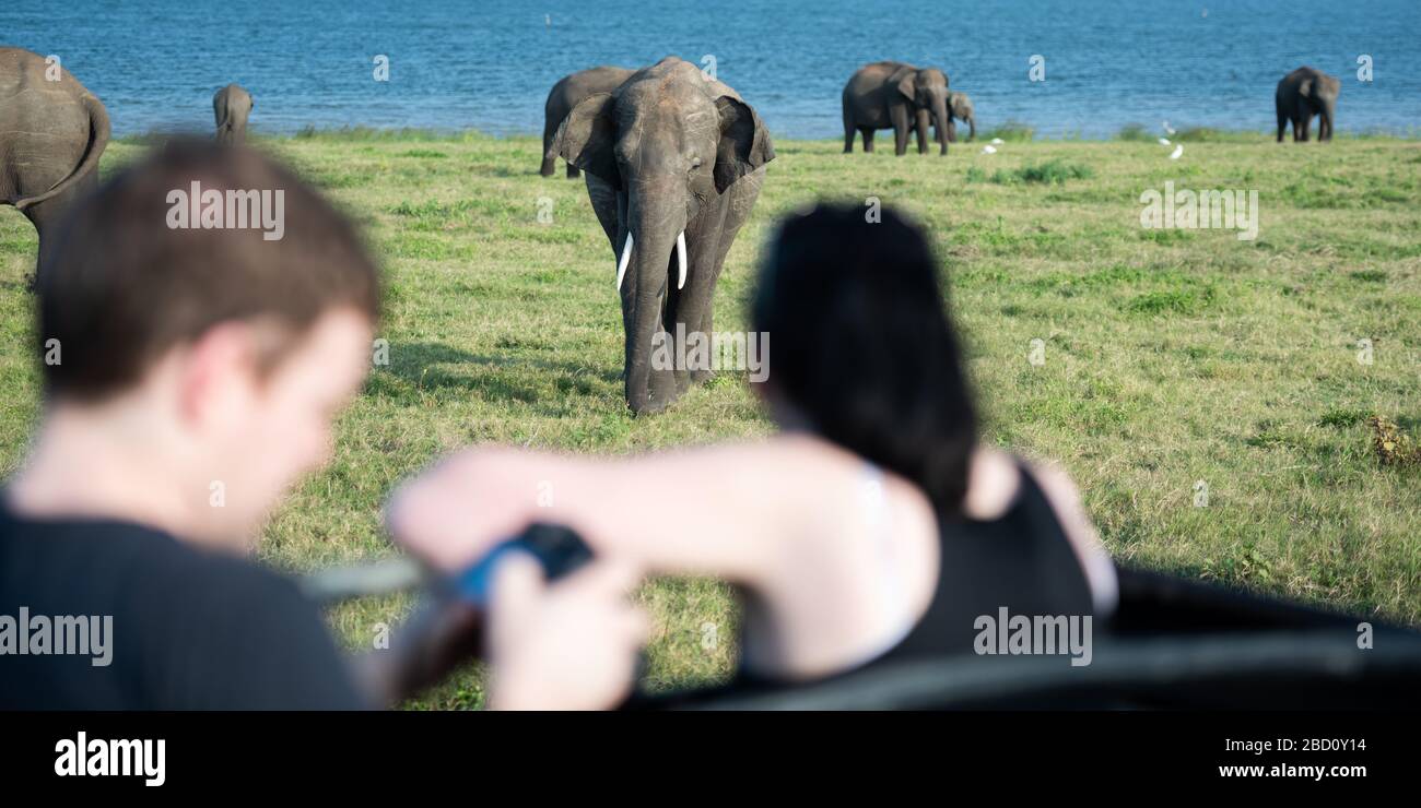 Éléphants sauvages dans un beau paysage au Sri Lanka Banque D'Images