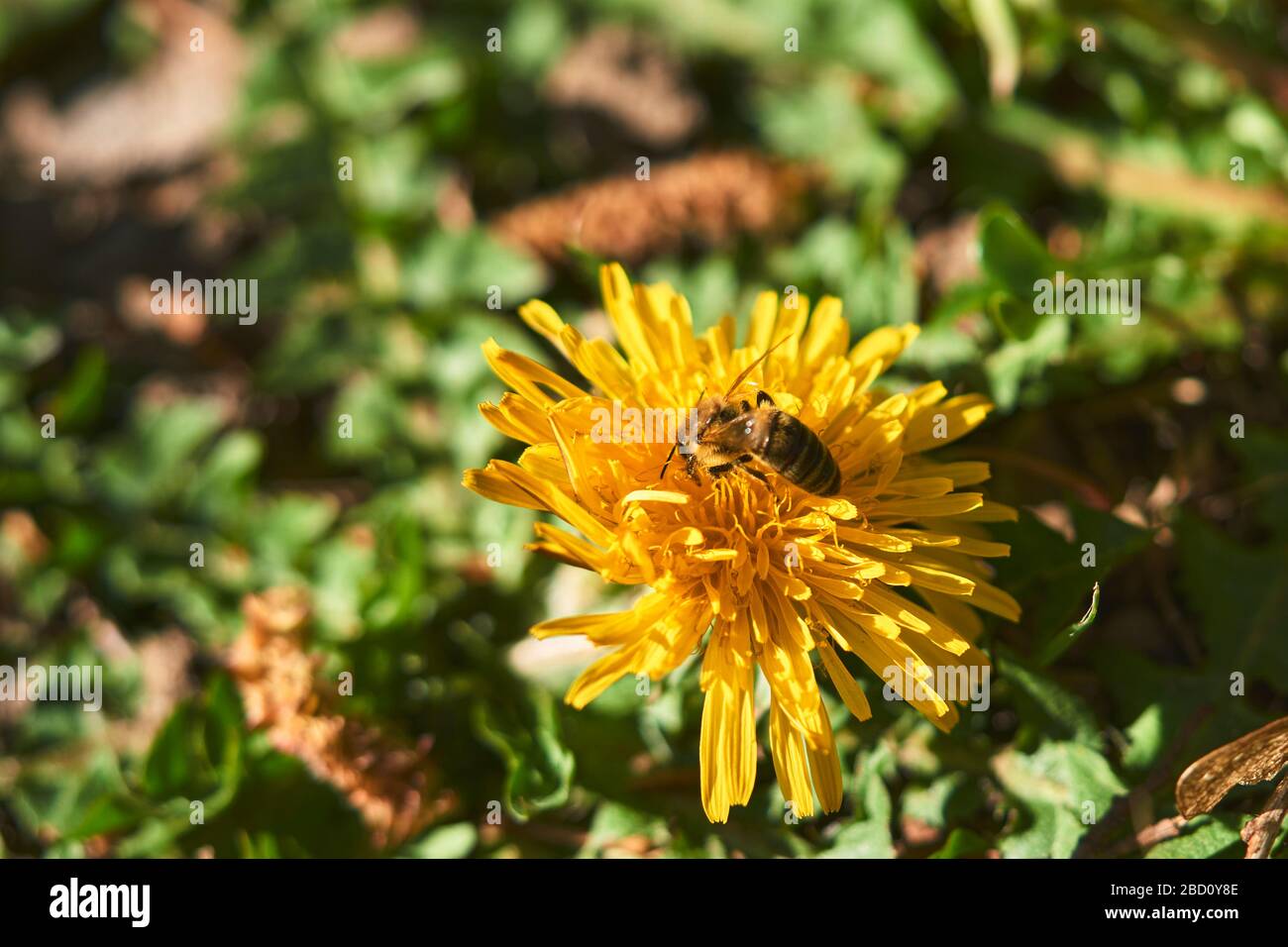 Gros plan sur une fleur d'abeilles volantes. Orange et bleu sarcelle Banque D'Images