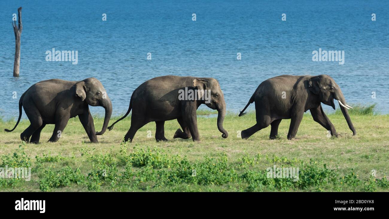 Éléphants sauvages dans un beau paysage au Sri Lanka Banque D'Images