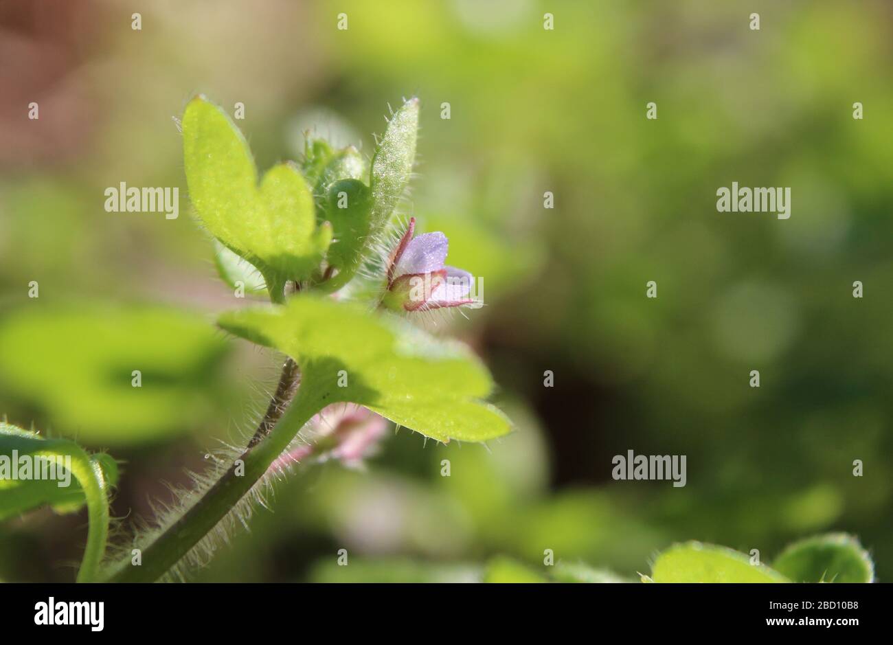 Macro image de la petite fleur de Speedwell à feuilles roses, (Veronica sublilobata). Eclairage solaire, extérieur dans un cadre naturel, mise au point sélective. Banque D'Images