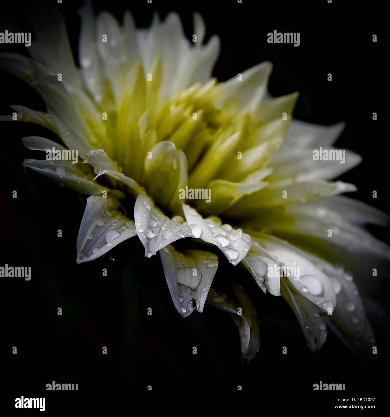 Gouttes de pluie sur pétales de fleurs sous un ciel sombre et nuageux après averses de pluie. Banque D'Images