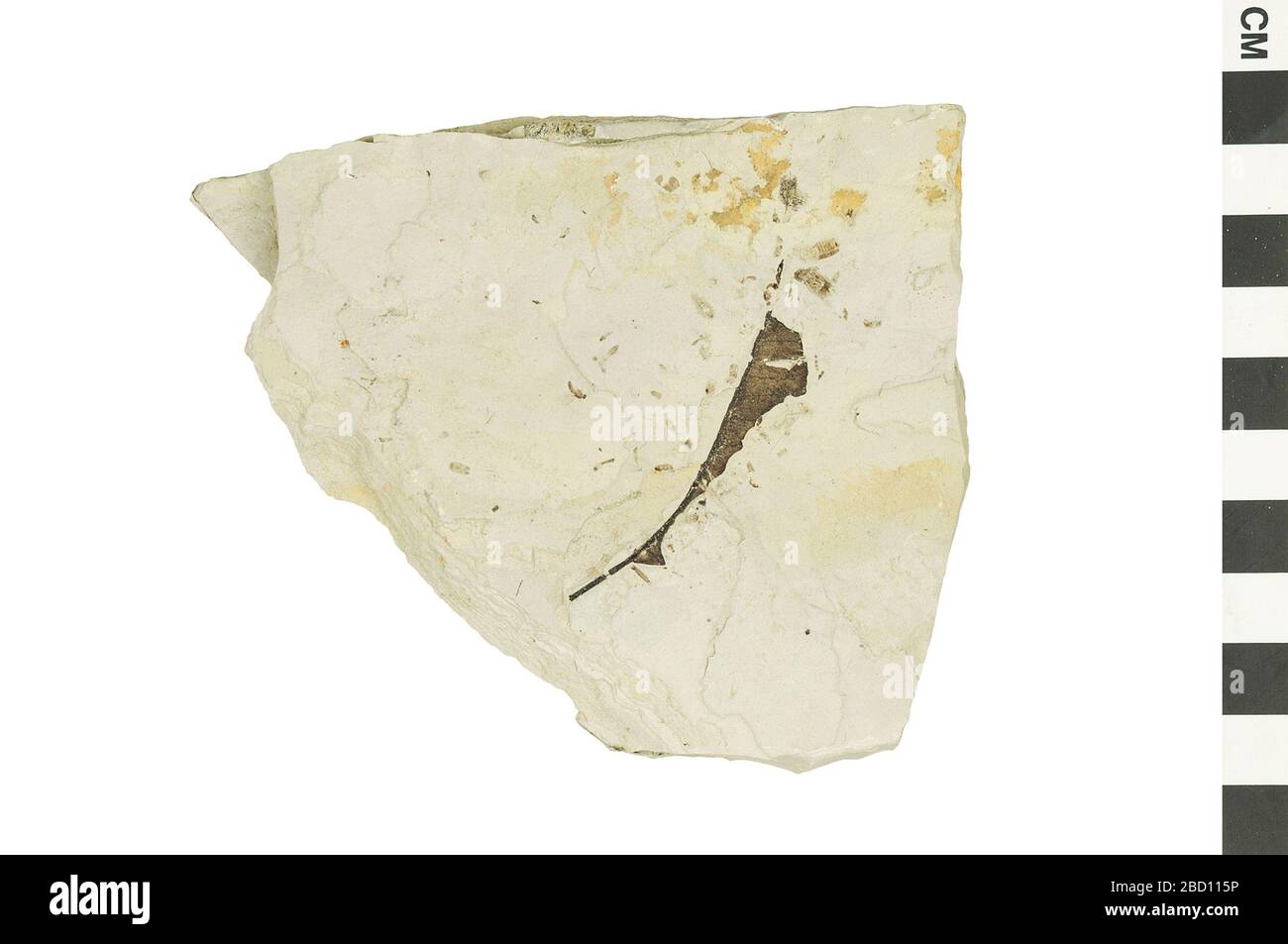 Dicot fossile. Cet objet fait partie de la collection Education and Outreach, dont certaines sont dans le centre d'éducation scientifique Q?rius et disponibles pour voir.Cenozoïque - Paléogène - EoceneSection de strates contenant une feuille fossile montrant la marge alimentant les insectes dommages.124 Jul 2019Green River EO 401225 Dicot Magnoliopsila 001.CR2 Banque D'Images