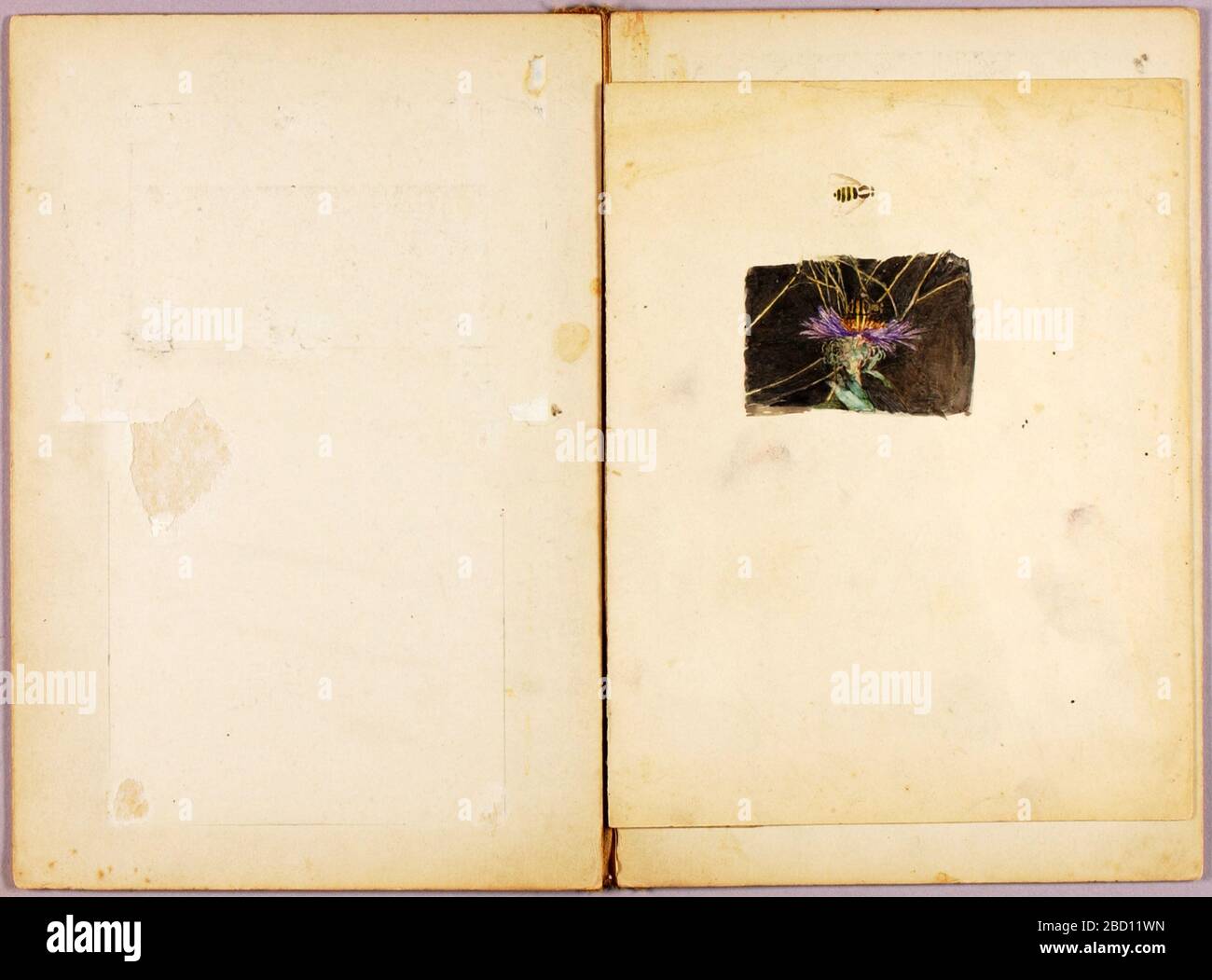 Dossier d'étude autruche pour le livre dissimulant la coloration dans le Royaume animal. Banque D'Images