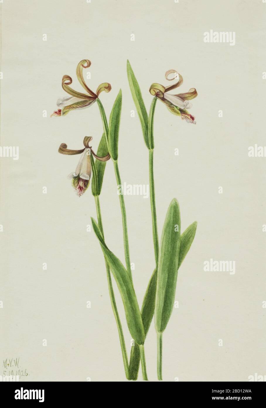 Rosebud Orchid Pogonia divaricata. Banque D'Images