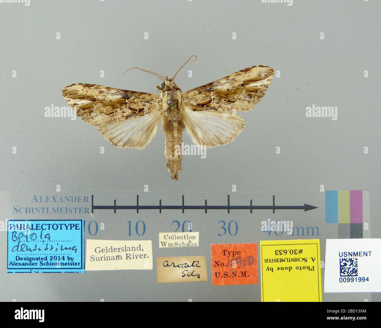 Betola densissima. Collection Wm Schaus26 Oct 20171 Betola densissima Banque D'Images