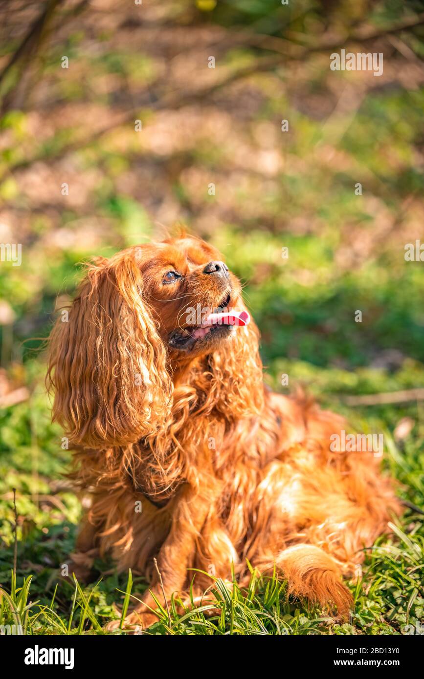 Cavalier King Charles chien mâle chien d'Espagne à Ruby Banque D'Images