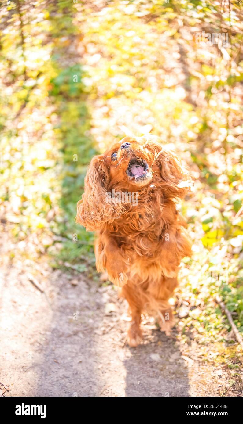 Cavalier King Charles chien d'Espagne prend un traitement dans l'air Banque D'Images