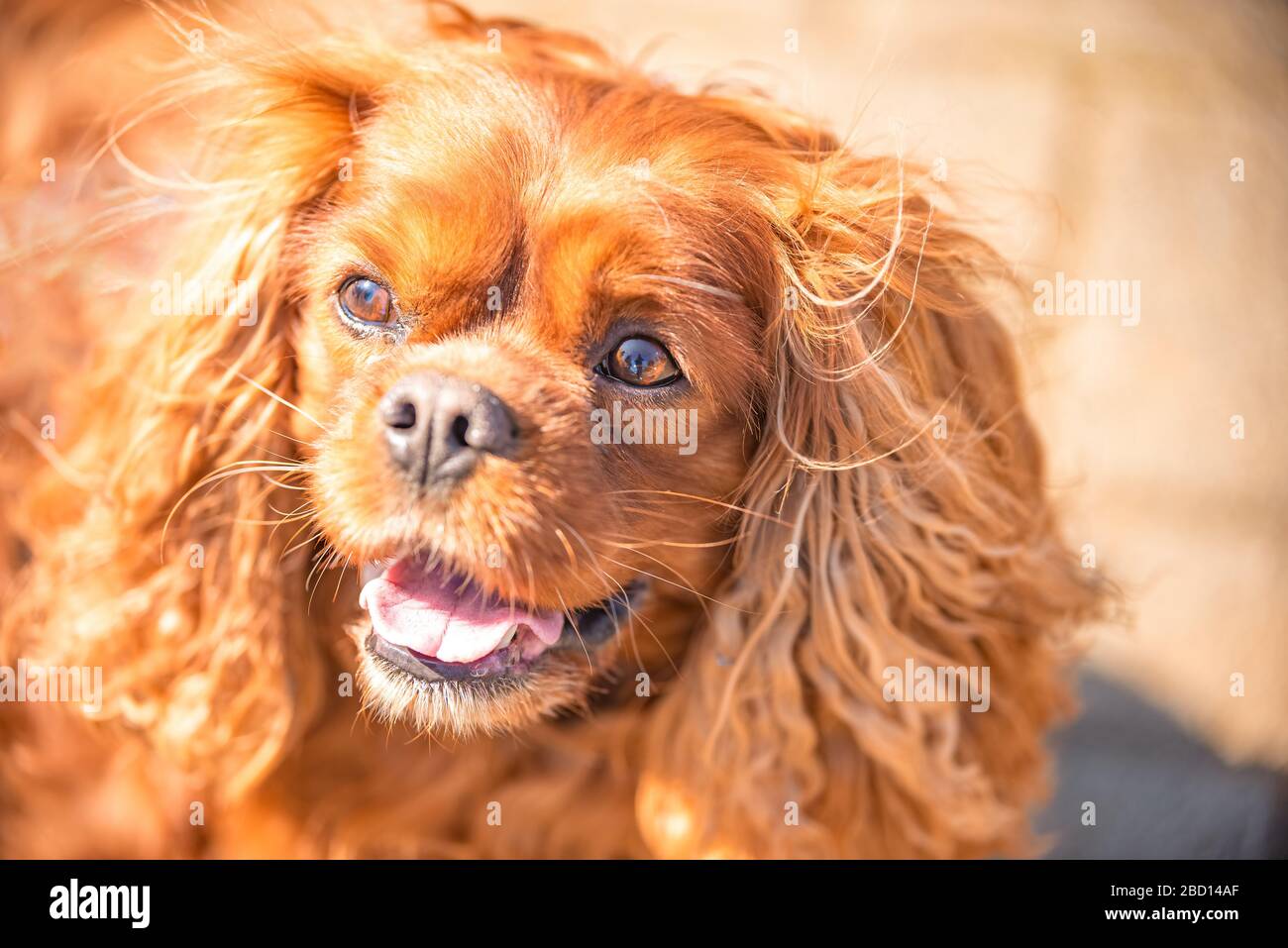 Cavalier King Charles chien mâle chien d'Espagne à Ruby Banque D'Images