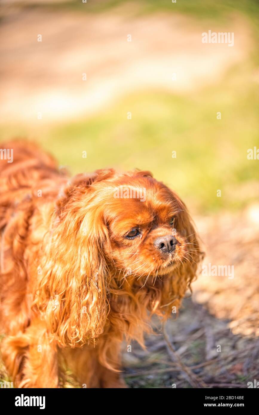 Cavalier King Charles chien mâle chien d'Espagne à Ruby Banque D'Images