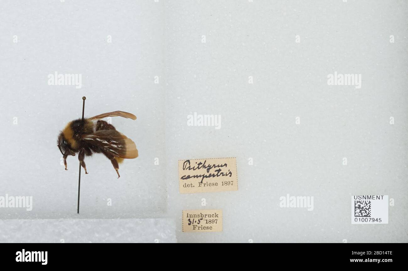 Bombus Psithyrus campestris. Transcrit par des volontaires numériques Prithyrus campertris det. Friese 189717 avril 20171 Bombus Psithyrus campestris Banque D'Images